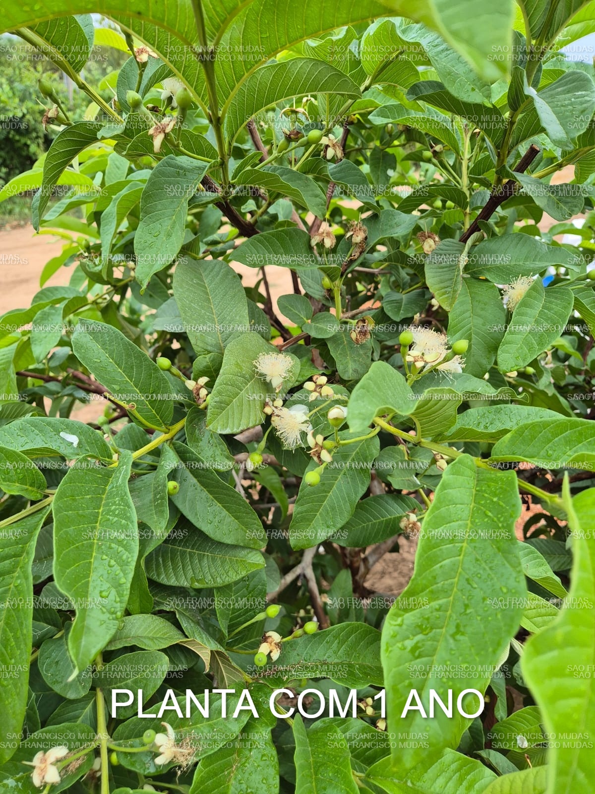 Planta com 1 ano - floração