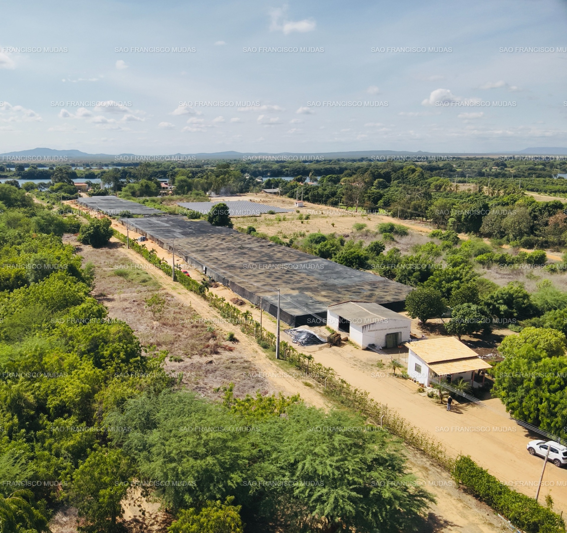 Vista panorâmica do viveiro São Francisco Mudas em Petrolina-PE